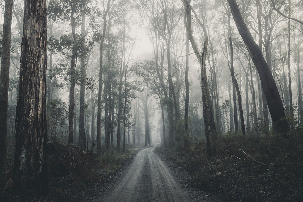 Yarra Ranges - Foggy Road