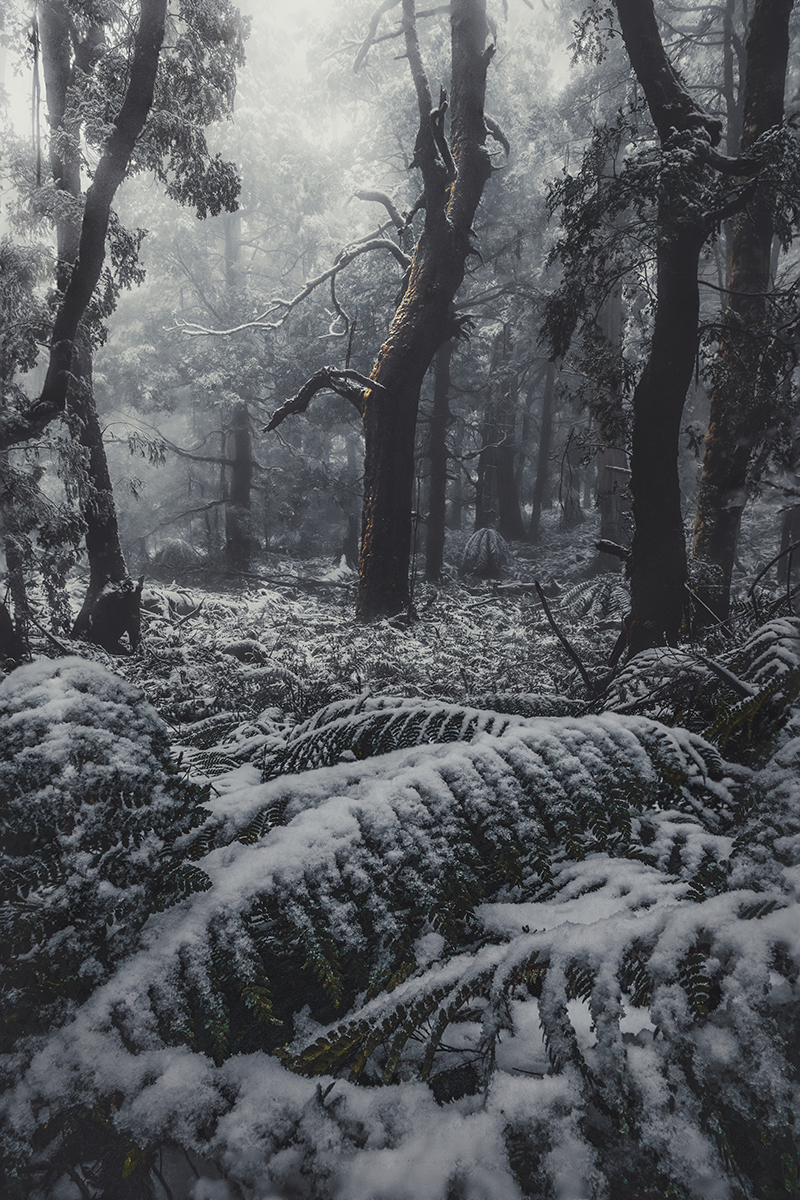 Yarra Ranges - Mount Donna Buang