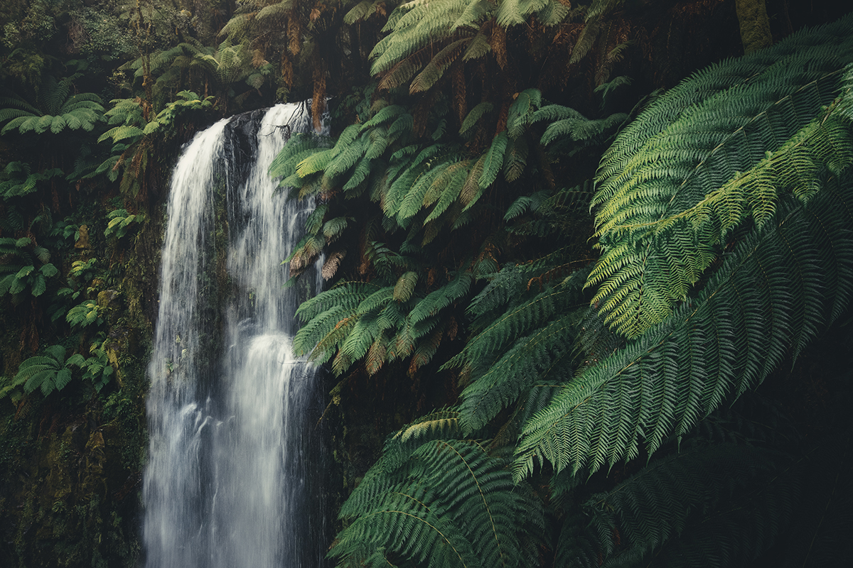 Otways - Beauchamp Falls Close