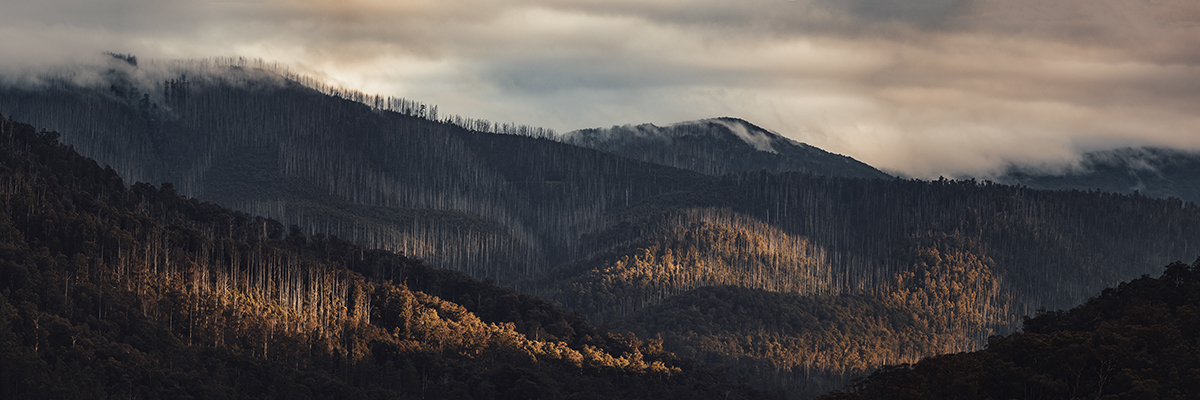 Yarra Ranges - Warburton
