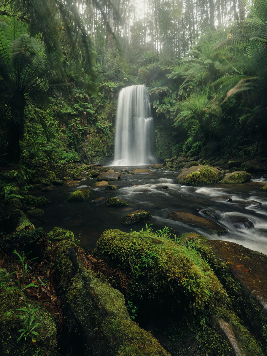 Otways - Beauchamp Falls Moss