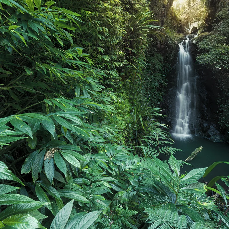 Lamington National Park - Toolona Creek Circuit